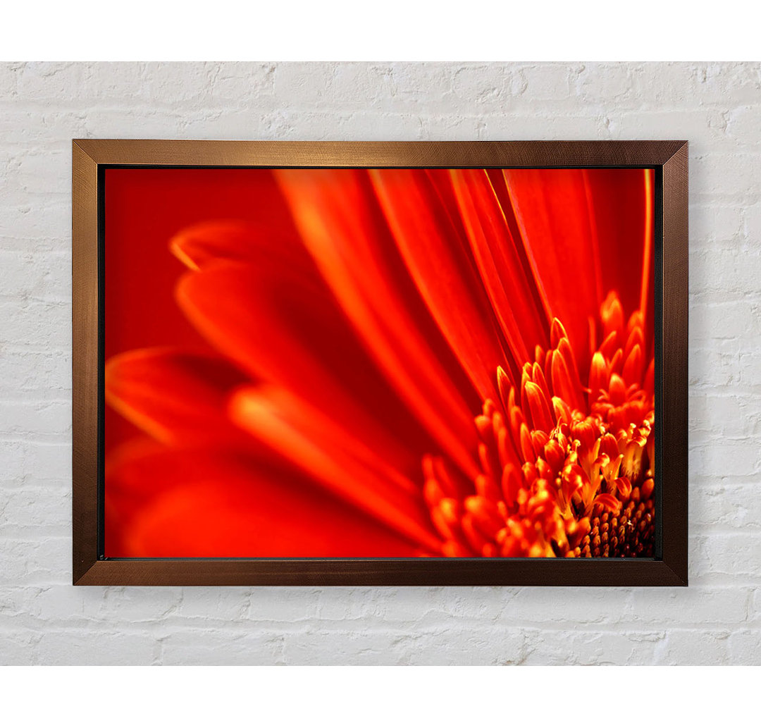 Gerahmtes Leinwandbild Red Orange Gerbera Petals