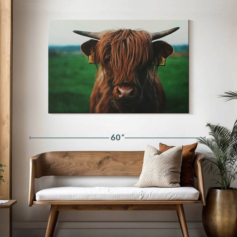 Brampt Highland Cow Close Up, 32" H x 48" W