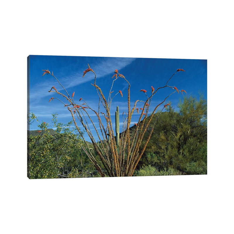 Ocotillo Saguaro And Palo Verde Greasewood by Tim Fitzharris - Wrapped Canvas Gallery-Wrapped Canvas Giclée