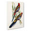 Adelaide Parakeets - Wrapped Canvas-55368786
