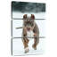 Brampt Pit Bull sur neige-106818273
