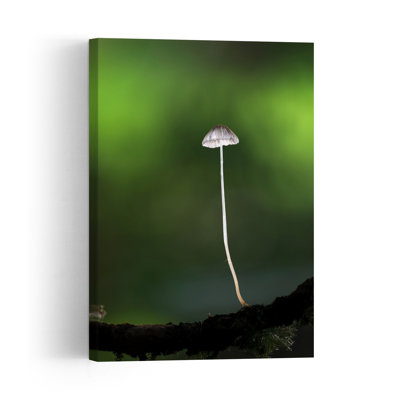 Green Forest Mushroom Delicate Organic Serene Moss Forest Nature Wall Art Print by Summer2016 - Print