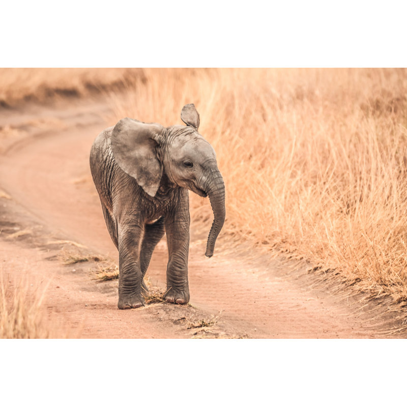 «Baby Elephant» par Hartmanc10 - Photographie sur toile tendue, L 48 po x H 32 po