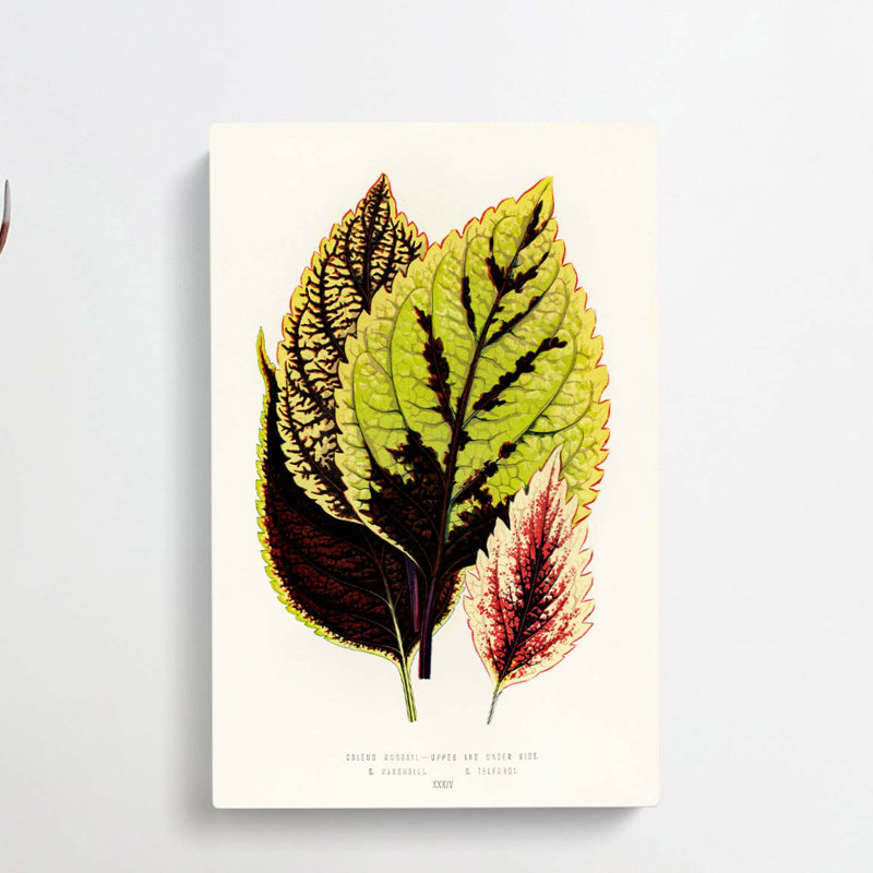 Assortment of Leaves by Benjamin Fawcett - Wrapped Canvas, 50cm H x 35cm W x 3cm D