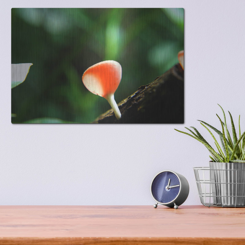 «Fungus 2» par Dana Brett Munach, H 12 po x l 16 po