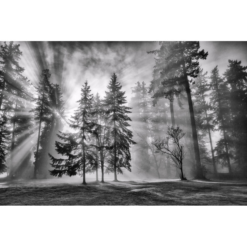 Sun Bursts In The Rain Forest by LeonU - Wrapped Canvas Print, 51cm H x 76cm W