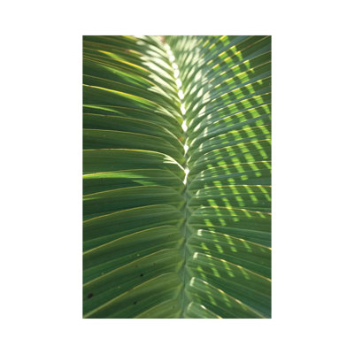 Palm Detail I by Wild Apple Portfolio - Wrapped Canvas Gallery-Wrapped Canvas Giclée
