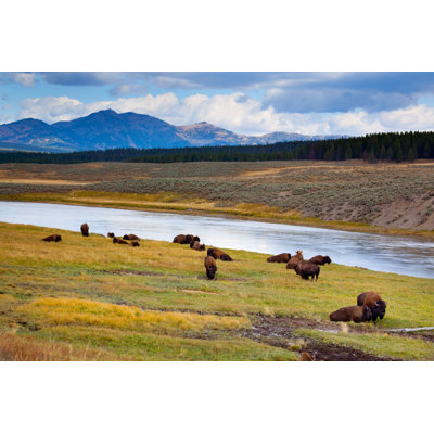 Wild Bison Roam Free Beneath Mountains in Yellowstone National Park by Jamesbrey