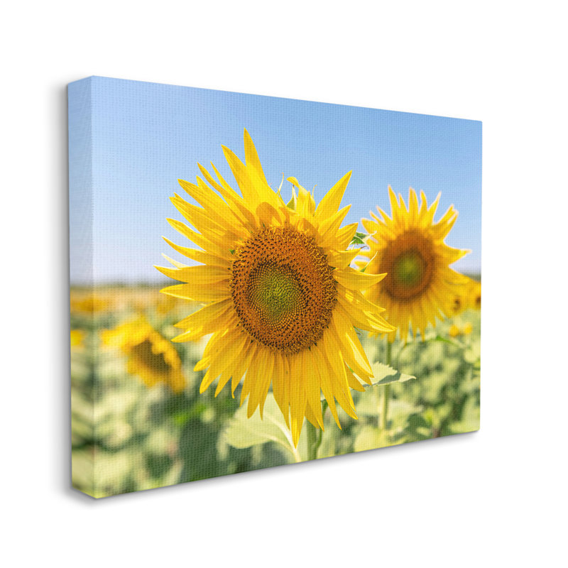 «Sunflower Florals In Sunny Blue Farm Field», art mural par Richard Silver, H 30 po x l 40 po x P 1,5 po, Toile tendue