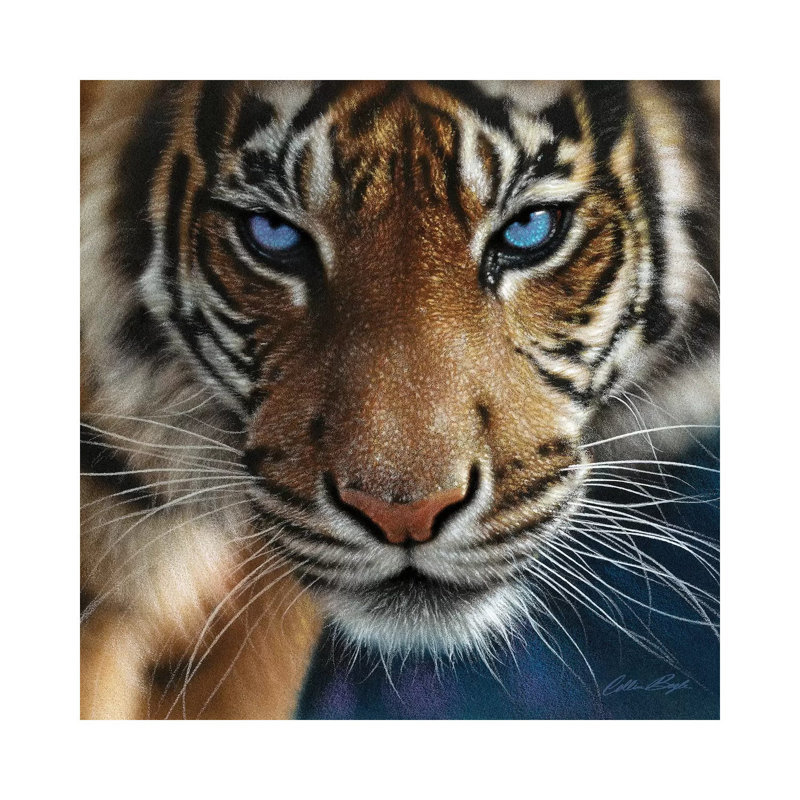 Tiger - Blue Eyes by Collin Bogle - Print on Canvas, 66.04 cm H x 66.04 cm W x 1.91 cm D, Wrapped Canvas