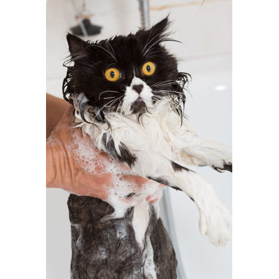 Bathing A Cat by Fotoedu - Wrapped Canvas Print