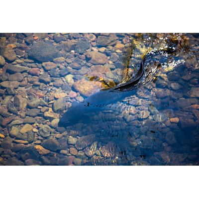 New Zealand: Longfin Eel by Goddard_Photography - Wrapped Canvas Print
