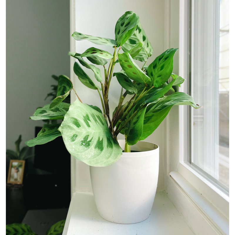 Live Green Prayer Plant in Classic Pot, White