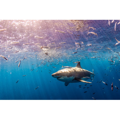 Great White Shark 1 Piece Wrapped Canvas Wall Art