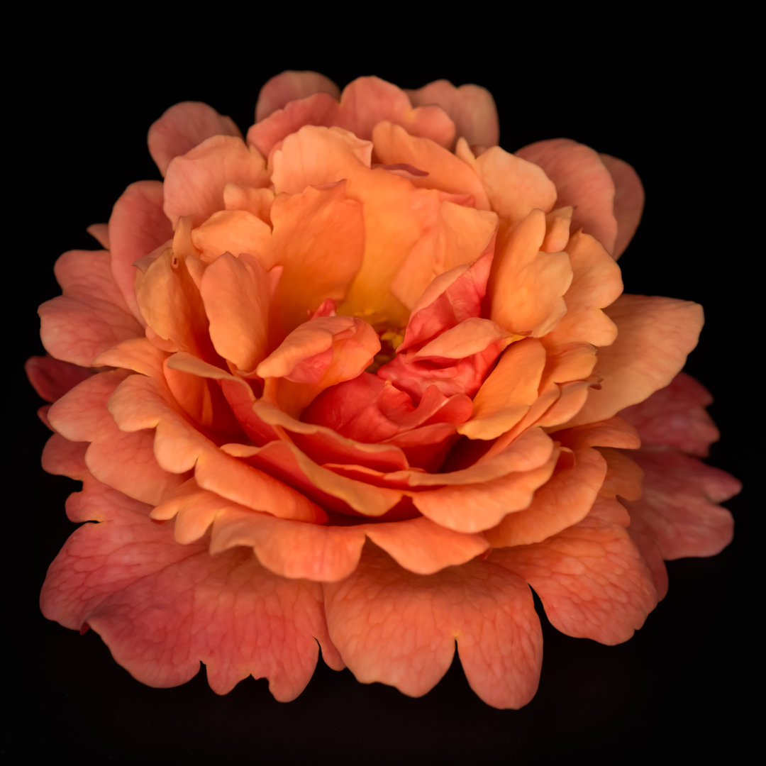 Orangefarbene Rose von ElenGrant - Kunstdrucke auf Leinwand