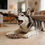 Jouet interactif mordant pour chien, jouet à mâcher pour chien, jouet à mâcher pour chien