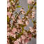 Fiori Cherry Blossom Arrangement