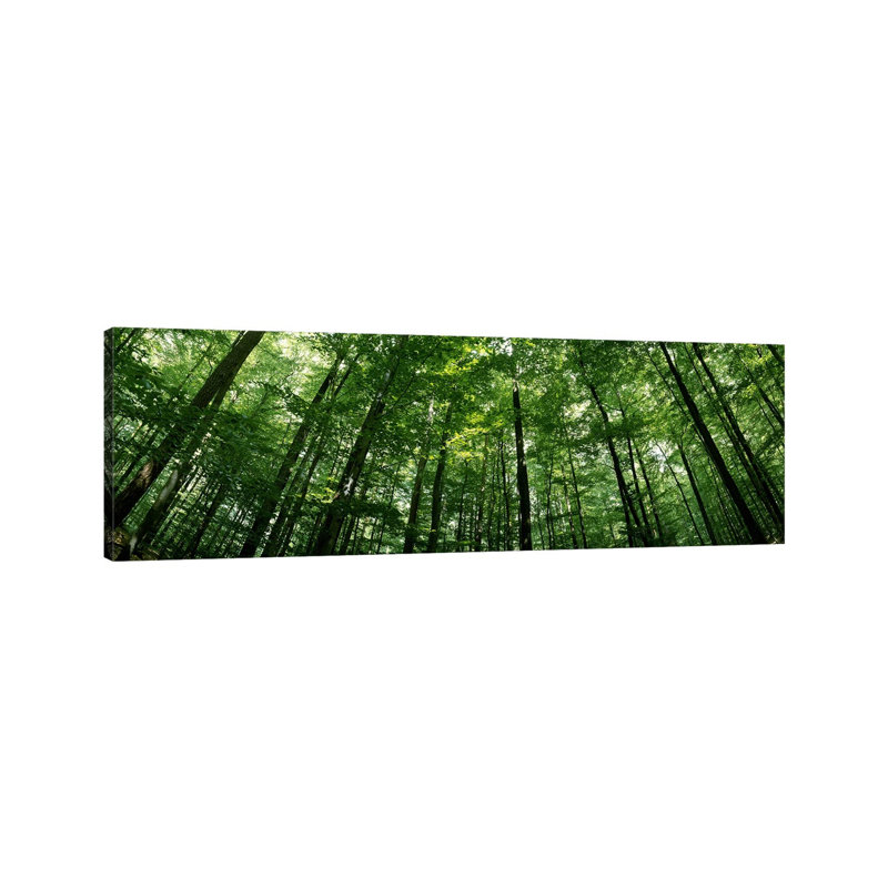 Low Angle View Of Beech Trees, Baden-Wurttemberg, Germany #2 - Wrapped Canvas Panoramic Print
