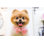 «Pomeraninan Pet Groomer» par Matic Grmek - photographie sur toile tendue