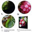 Lustrous Raspberry Radiance II - fruits, art mural-1132976234
