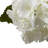 Hydrangea Arrangement in Vase