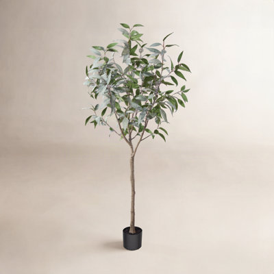 Adcock Eucalyptus Tree in Planter