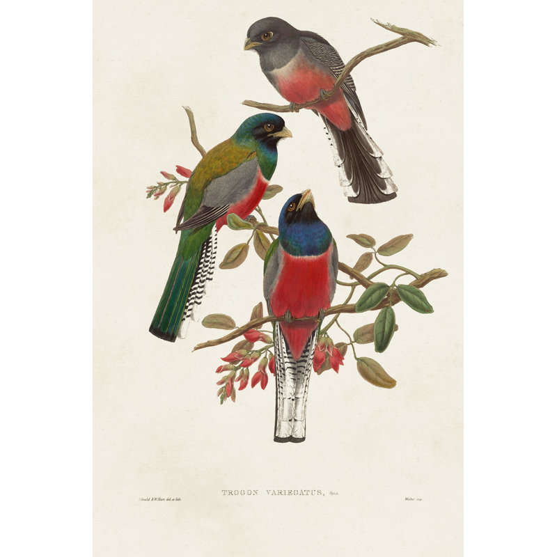 Elegant Trogons IX 1 Piece Wrapped Canvas Painting, 46cm H x 30cm W