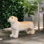 Banc de fascination pour chien brun - sans assemblage, convient parfaitement aux espaces extérieurs