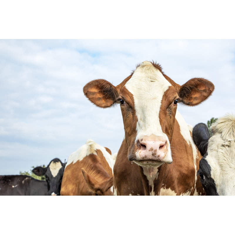 Tête de vache par Raul Rodriguez - Photographie sur toile tendue