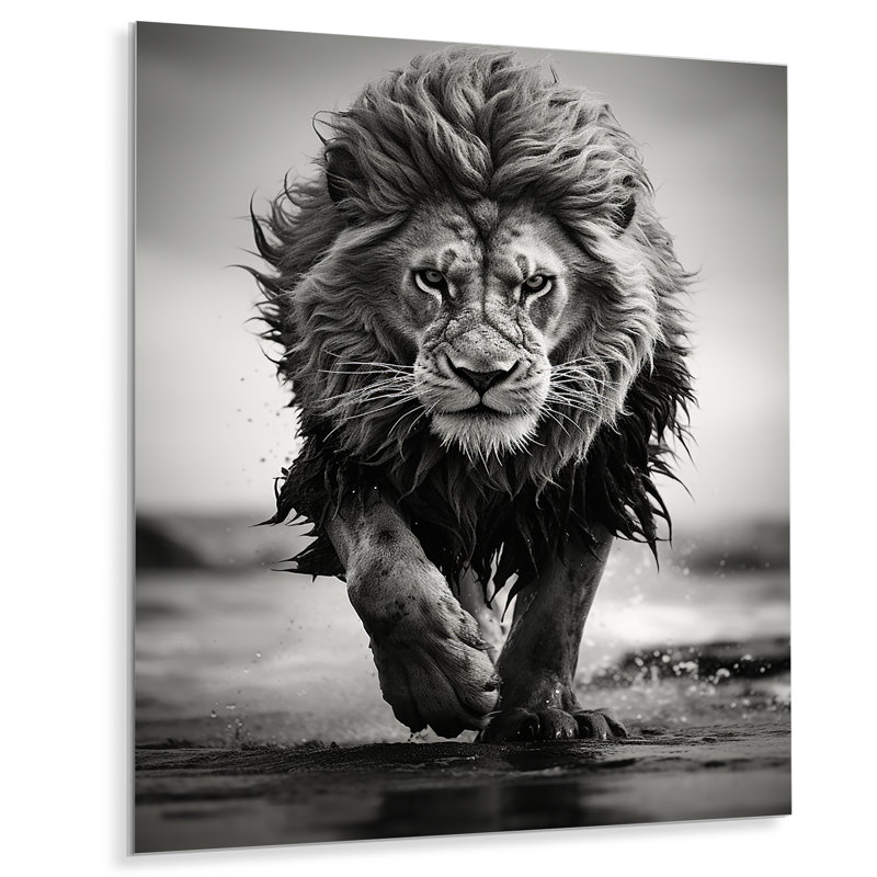 Lion noir et blanc qui court en Afrique - Lion, art mural en métal, H 40 po x l 30 po