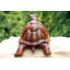 Statue de tortue en bois Arione 12