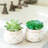 Gamache 7'' Faux Succulent in Ceramic Pot