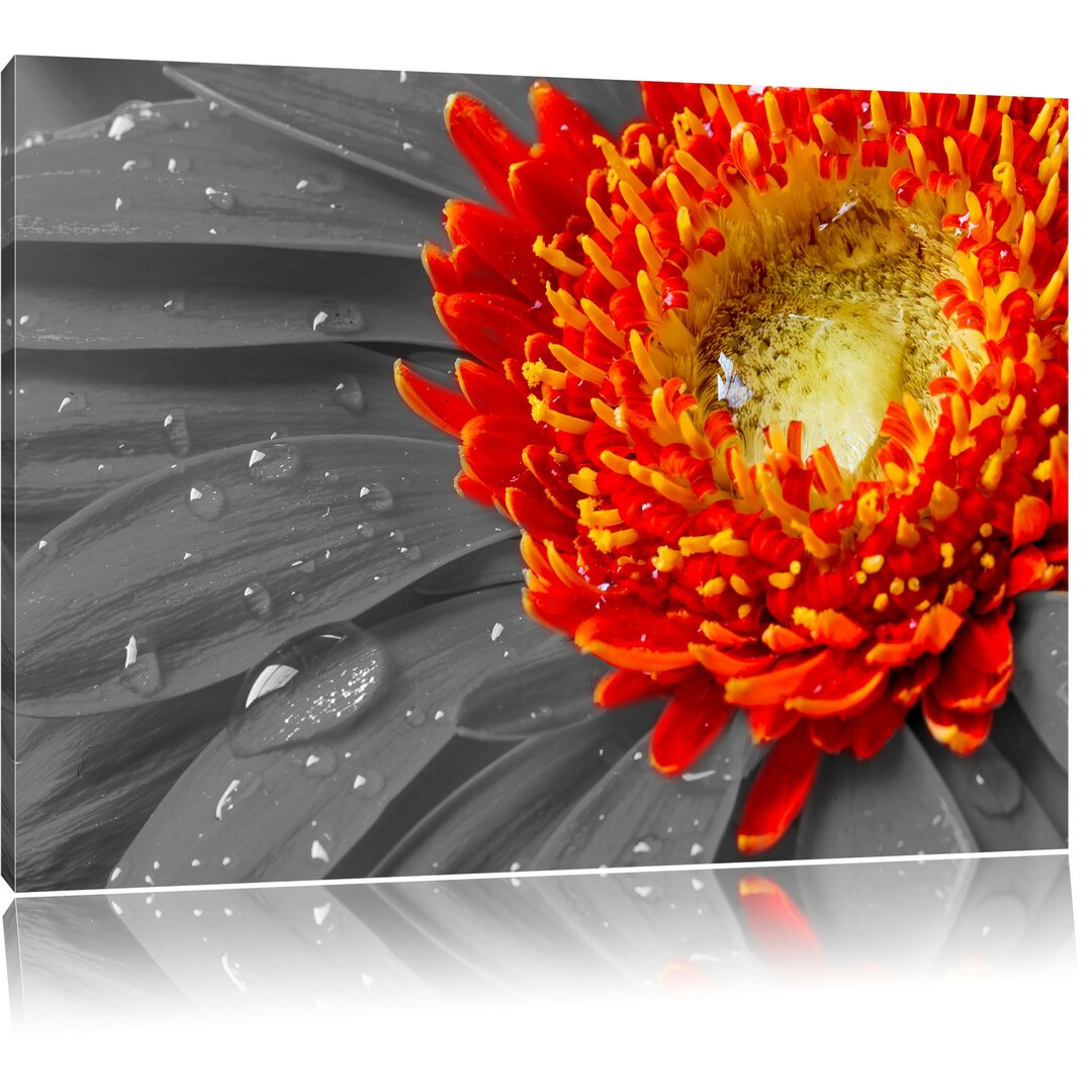 Leinwandbild Gerbera mit Wassertropfen in Grau/Orange/Gelb