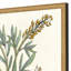 Botanical Plants III Set by Giclee Studio