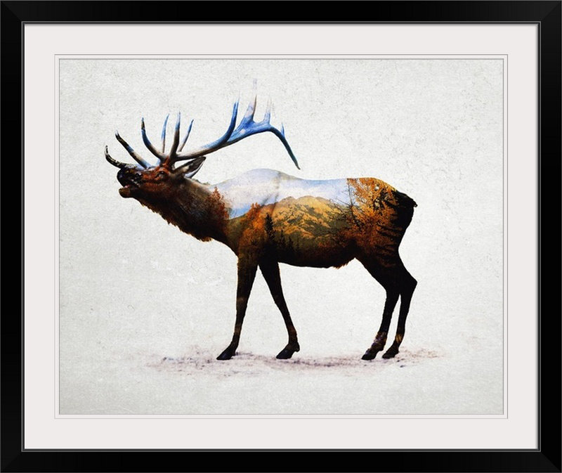 « rocky mountain elk », impression davies bébés, Cadre noir, H 20 po x l 23 po x P 1 po