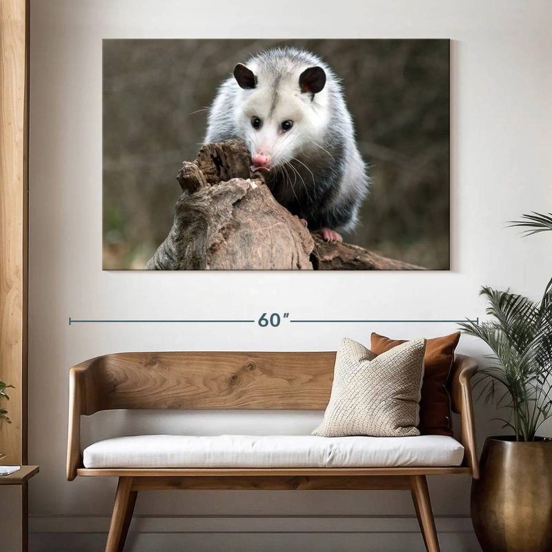 Brampt Opossum, 34" H x 51" W