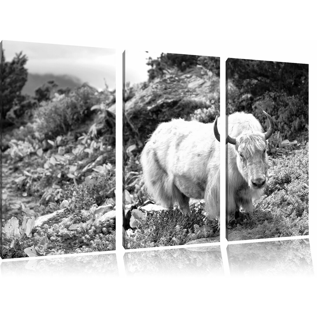 3-tlg. Leinwandbilder-Set „Schönes Yak Himalaya“, Fotodruck