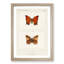 Tropical Leafwing Butterfly by S.F. Denton - Framed Print-55614901-55614904