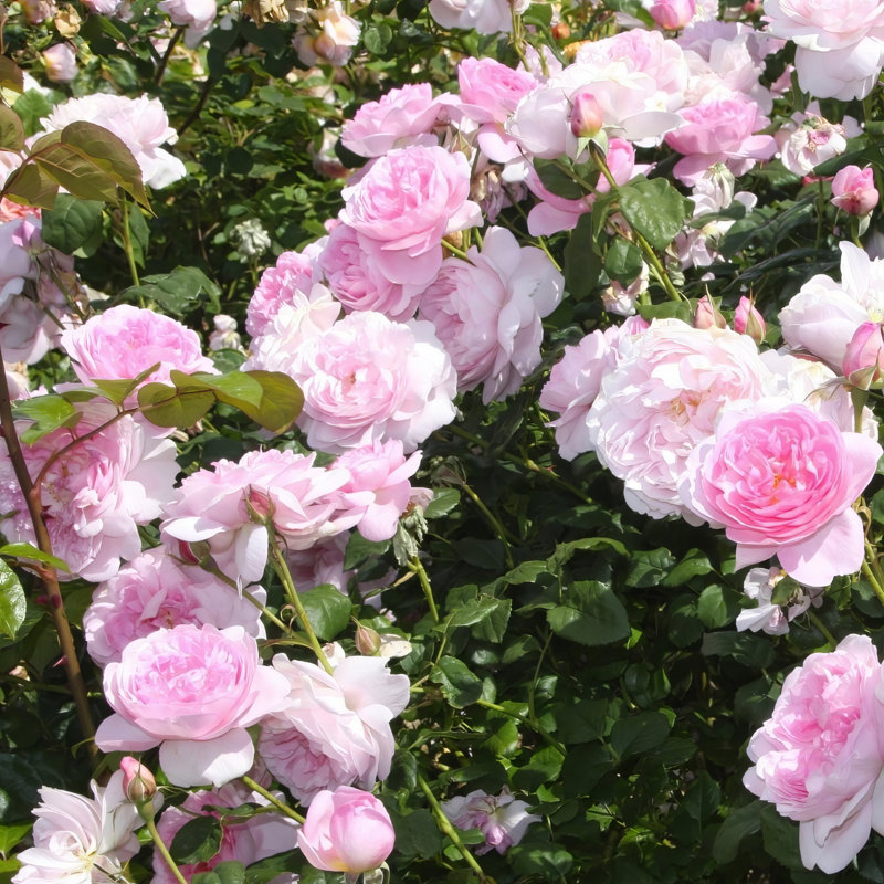 Bare Root Rose Earth Angel (3-Pack)