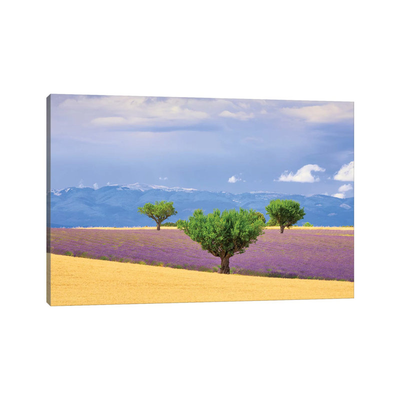 France, Provence, Valensole Plateau. Field Of Lavender And Trees. by Jaynes Gallery - Wrapped Canvas Print