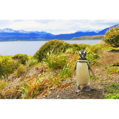 Gentoo Penguin - Wrapped Canvas Print