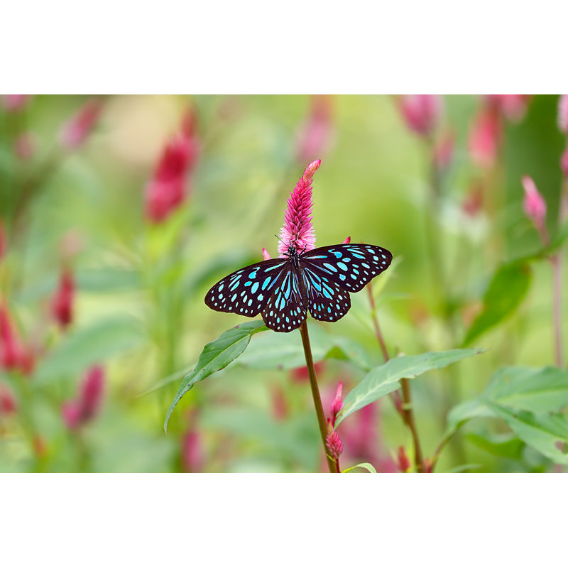 Blue Tiger Butterfly - Wrapped Canvas Print, 30cm H x 46cm W x 3.8cm D