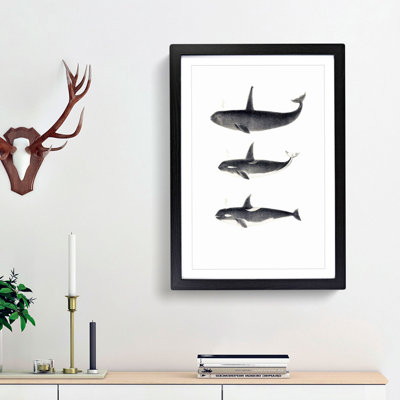 Orca Killer Whales by C.M. Scammon - Picture Frame Graphic Art Print on MDF