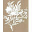 Plant Study V Painting by Fern Cassidy-26773981-26773982
