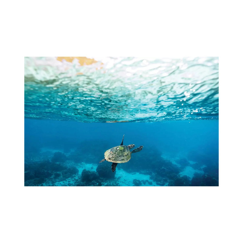 Green Sea Turtle Under The Surface by James Vodicka - Wrapped Canvas Gallery-Wrapped Canvas Giclée, 45.72cm H x 66.04cm W