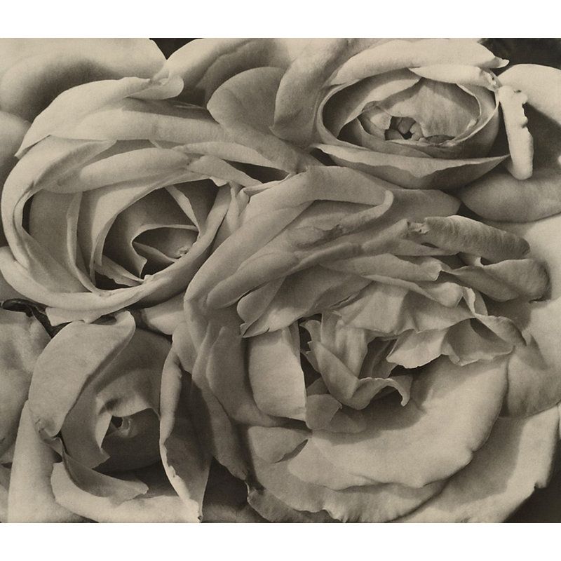Roses, Mexique MCG-M1552, H 20 po x l 23 po