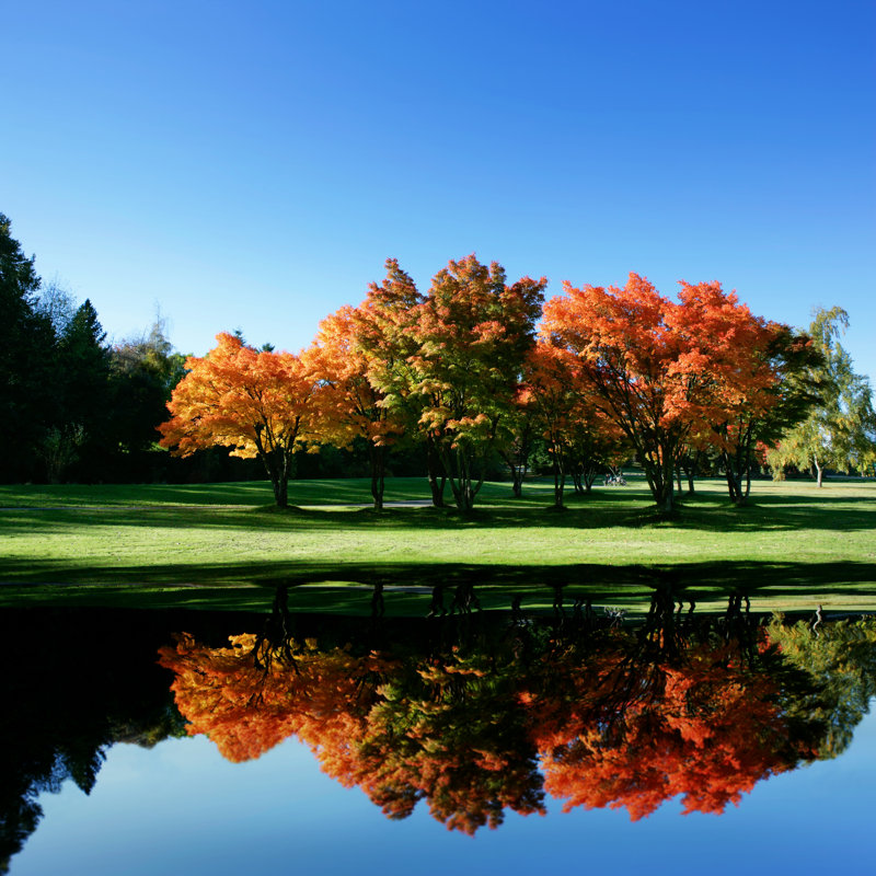 Maple Trees by Sharply_done - Wrapped Canvas Print, 76cm H x 76cm W x 3.8cm D