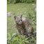 Animals Weather Resistant Water Resistant UV Resistant Polyresin Garden Statue