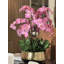 Orchidée Roberi dans un pot à fleurs-96223303
