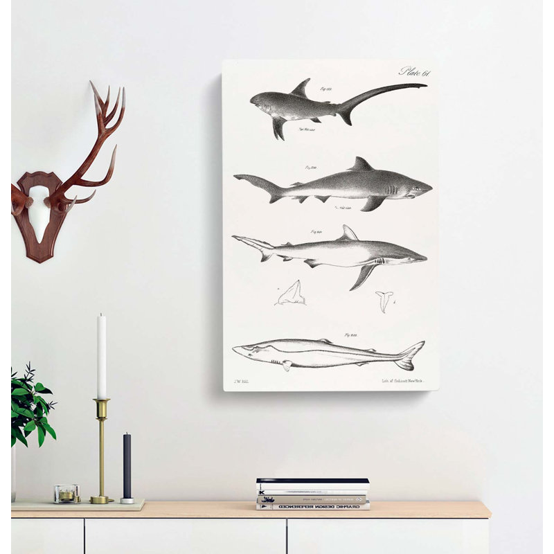 Shark Illustrations by J.E. De Kay - Wrapped Canvas Print, 60cm H x 40cm W x 3cm D